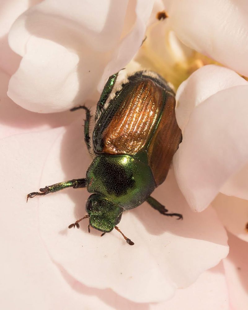 Japanese Beetles Usually Appear In Early Summer
