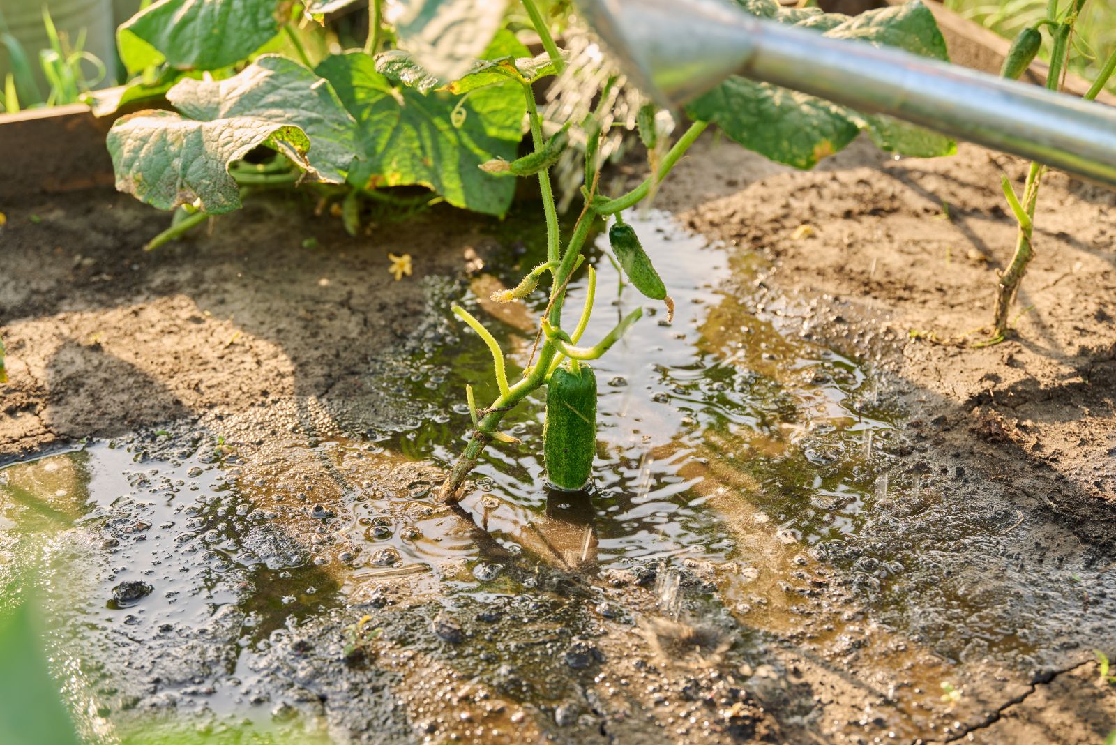 watering cucumber
