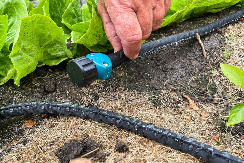 Deep Watering Helps Texas Vegetable Gardens Start Strong