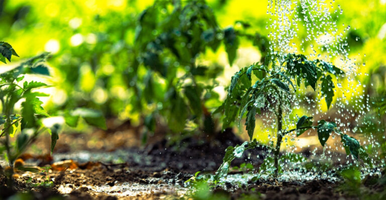 The Vegetable Watering Schedule That Helps Texas Gardens Thrive