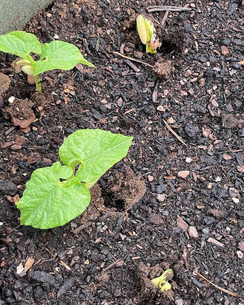 Bush Beans (Phaseolus vulgaris)