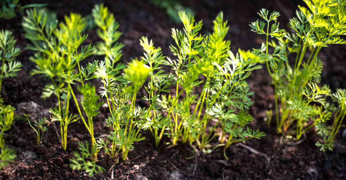 carrots growing