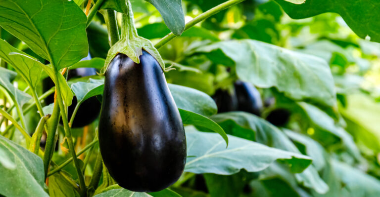 veggie (featured image)