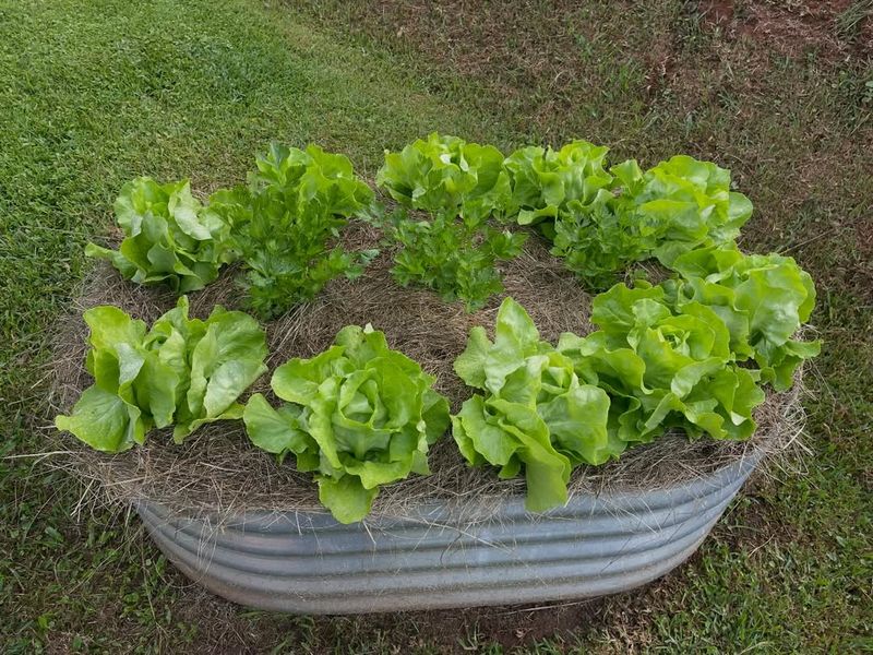 Lettuce That Keeps Coming Back For More