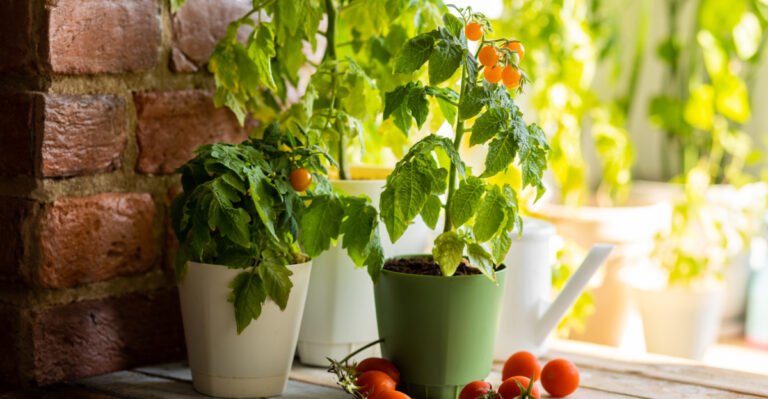 The Vegetables That Thrive In Containers In Oregon
