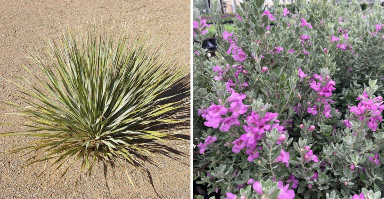 The Vibrant Foliage Plants That Keep Arizona Gardens Colorful Year-Round