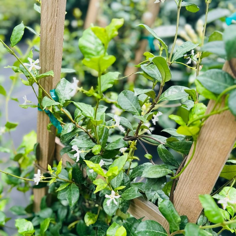 Confederate Jasmine Grows Fast And Covers Fences Over Time
