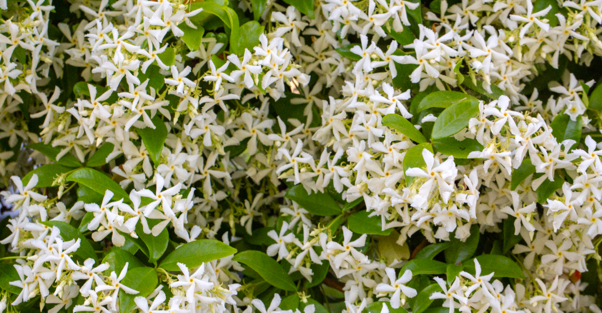 star jasmine (featured image)