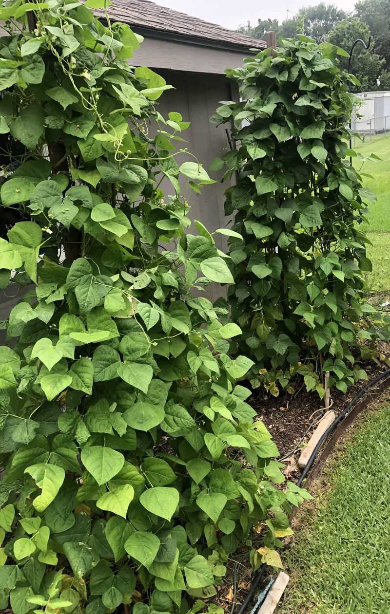 Beans Germinate Quickly In Warm Soil And Grow Fast