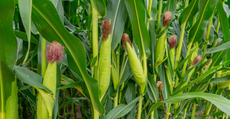 crops (featured image)