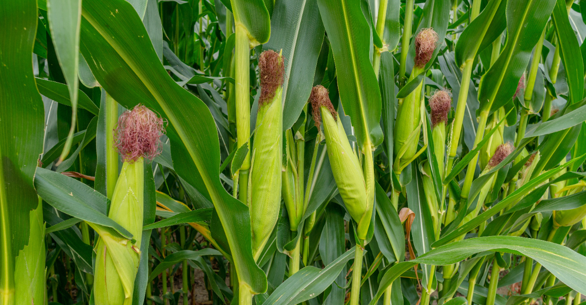 crops (featured image)