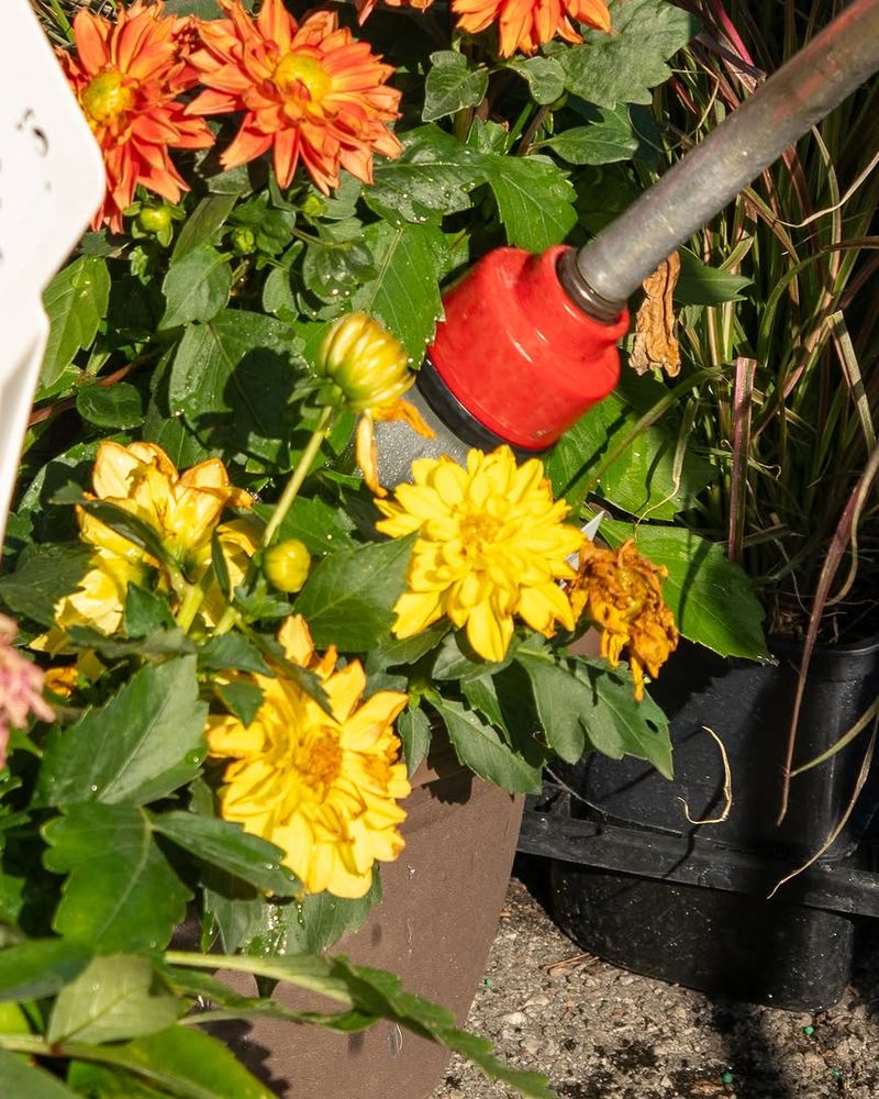Watering Too Frequently Keeps Roots Shallow And Weak