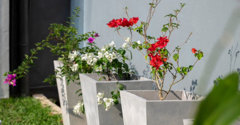 Bougainvillea (featured image)