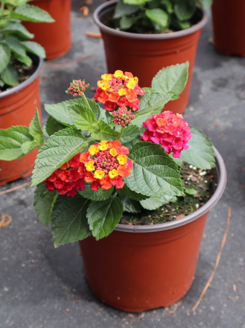 Lantana Keeps Blooming Even When Heat Builds Up