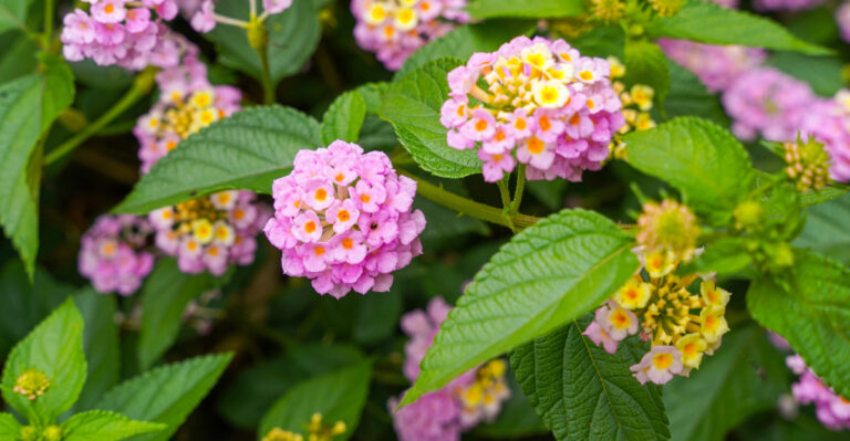 lantana (featured image)