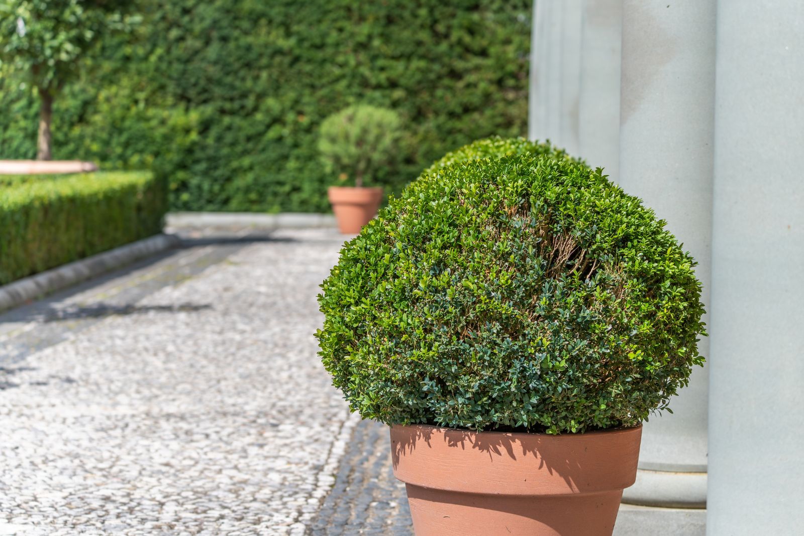 potted boxwood