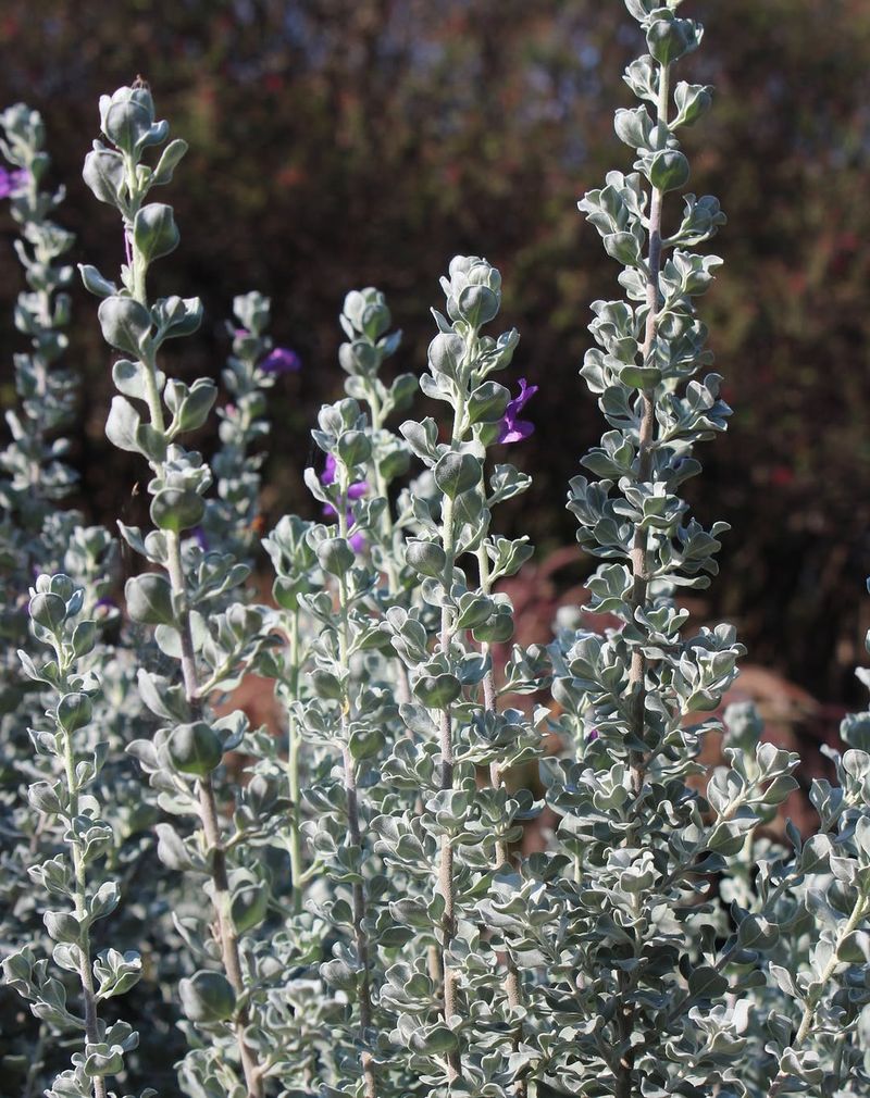 Why Texas Sage Makes Such A Great Welcome Plant