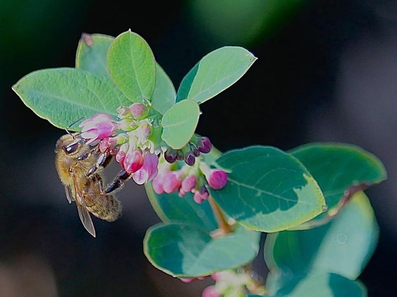 Pollinators And Birds Love It