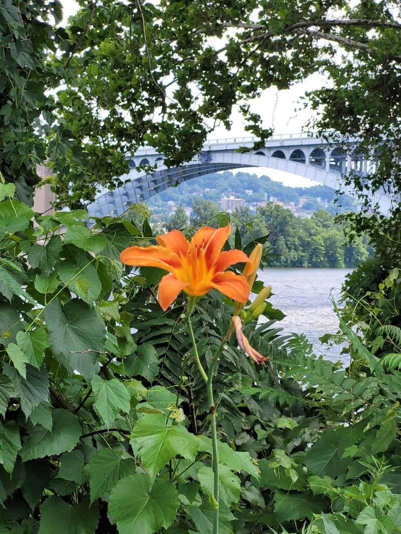 Daylilies Handle Heat, Cold, And Changing Weather