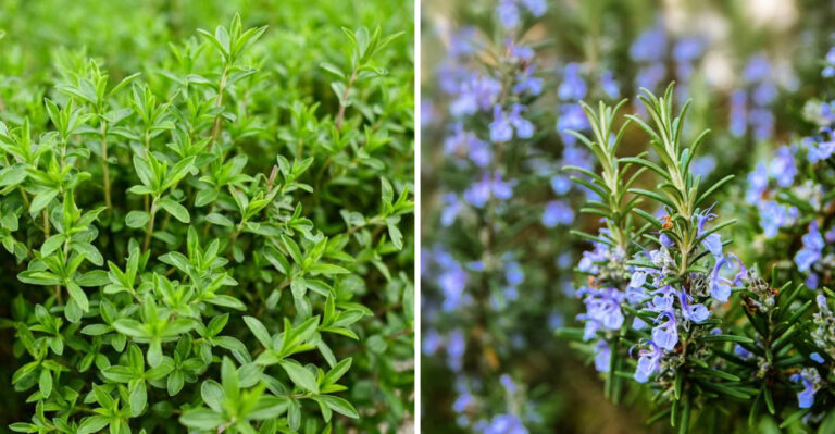 thyme and rosemary