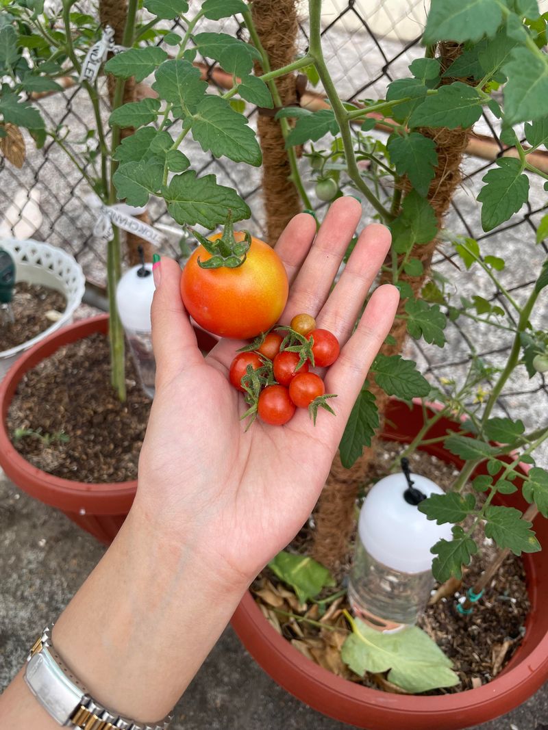 Waiting Too Long Can Cost You The Best Harvest