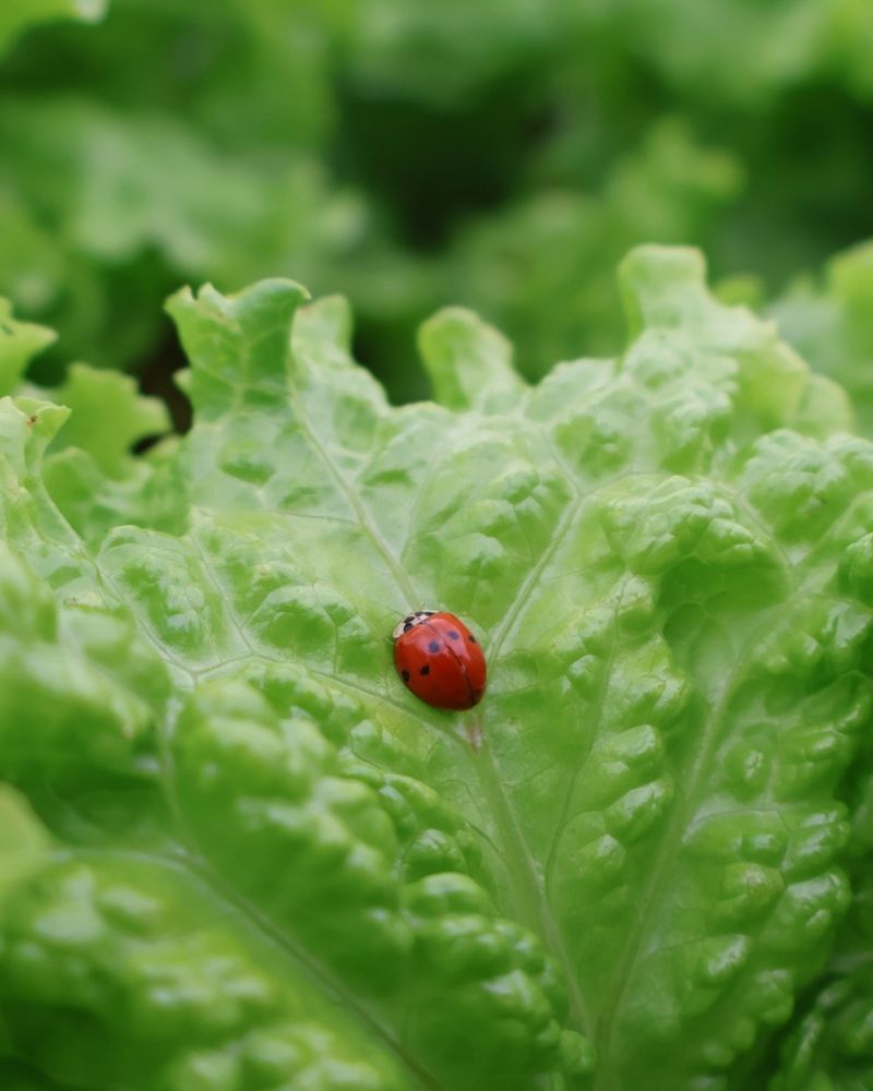 They Continue Feeding As Long As Food Sources Are Available
