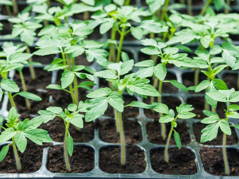 Young Tomato Plants Can Be Stunted Early