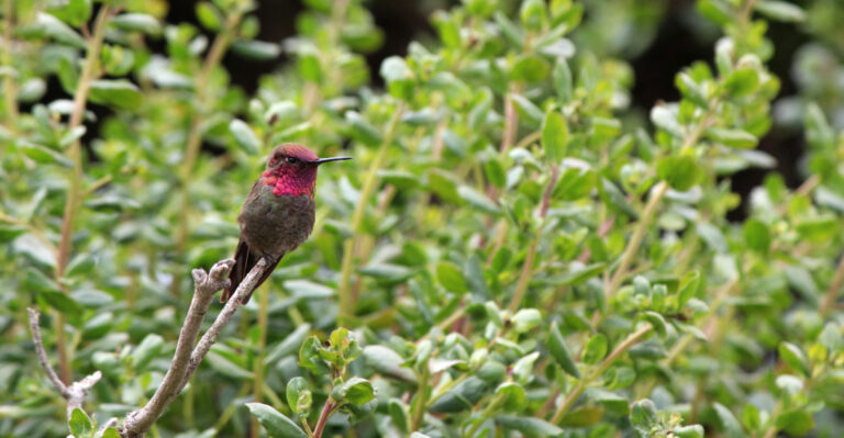 coyote brush and annas hummingbird