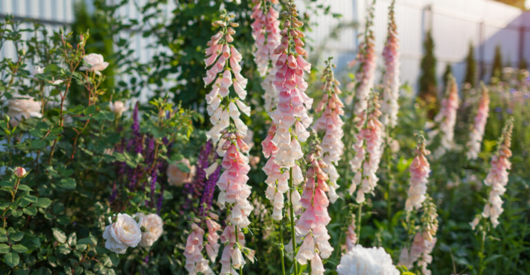 These 10 Flowers Handle Oregon’s Spring-To-Summer Weather Beautifully