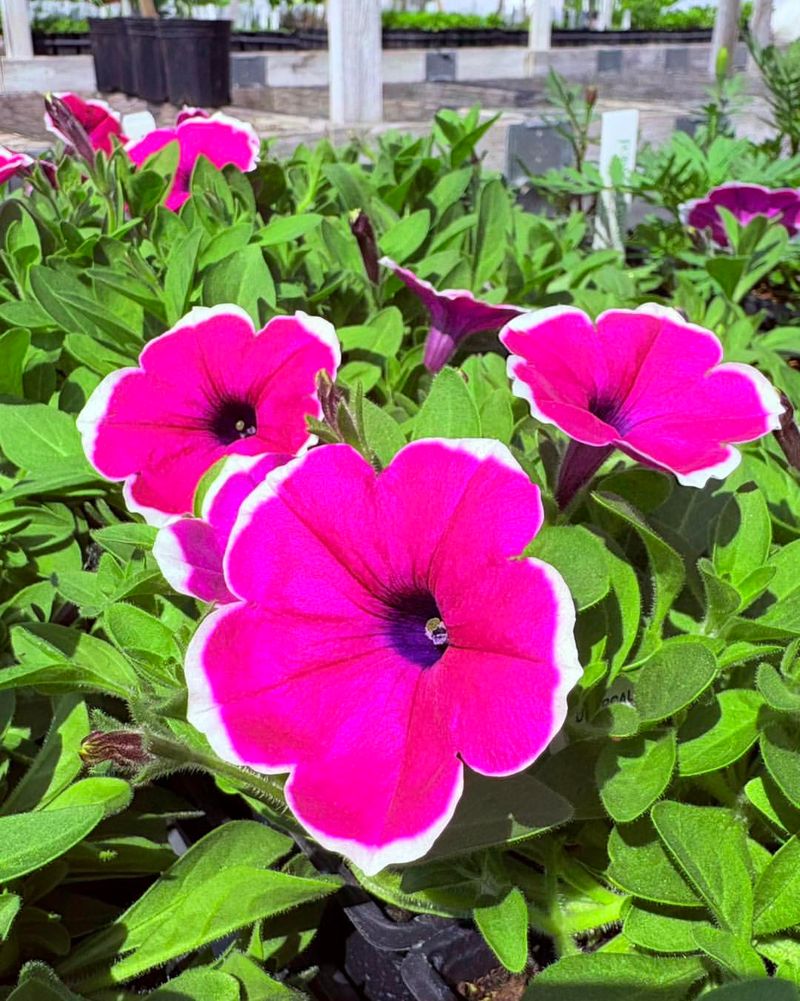 Petunias