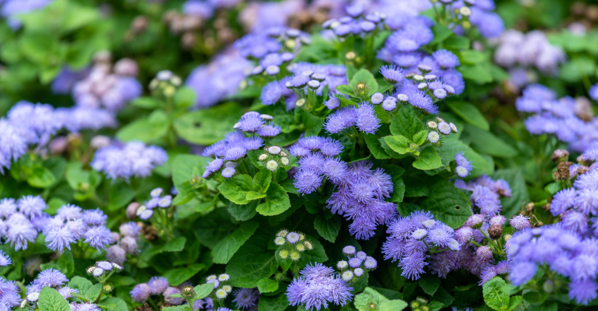 Ageratum