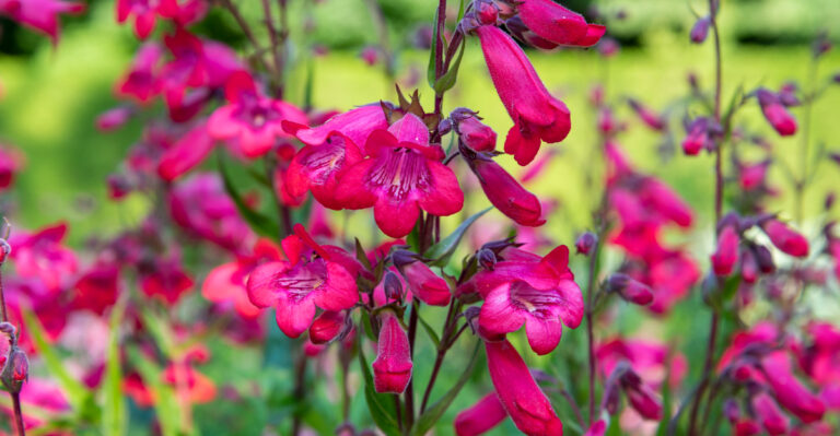 These 10 Pink Perennials Keep Blooming Through California’s Long Season