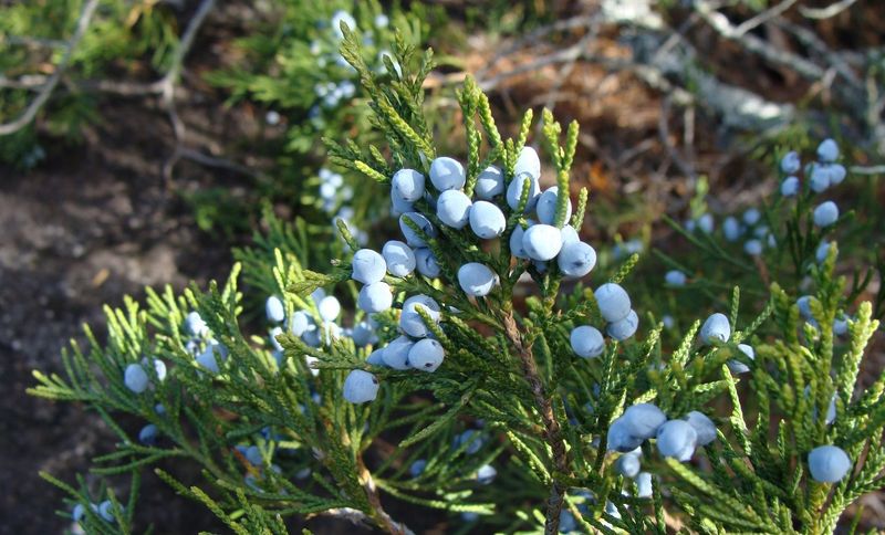 Eastern Red Cedar (Juniperus virginiana)