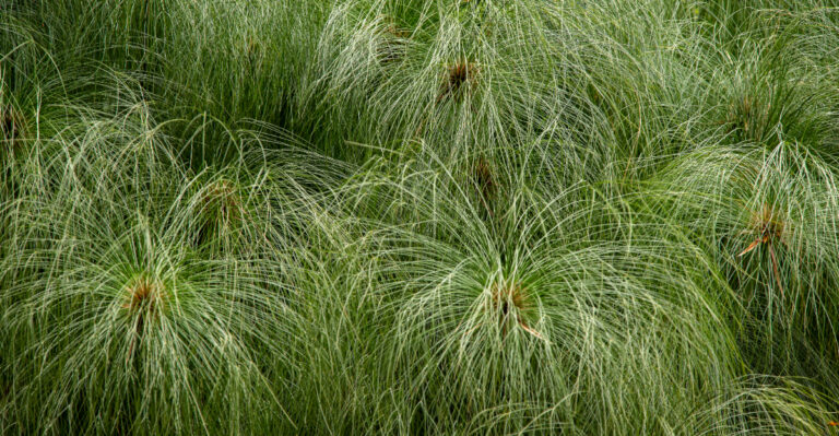 grass plant
