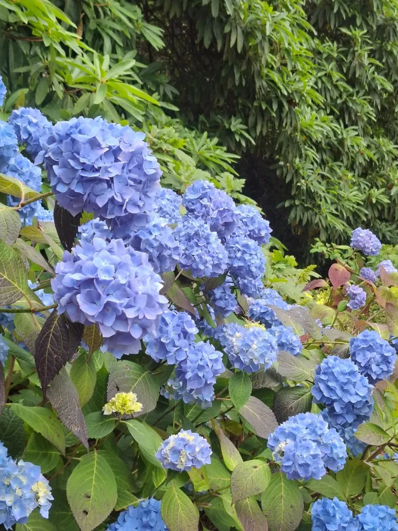 Hydrangeas