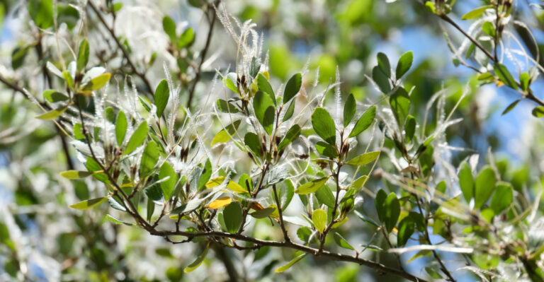 These 11 California Plants Help Beneficial Insects Control Garden Pests