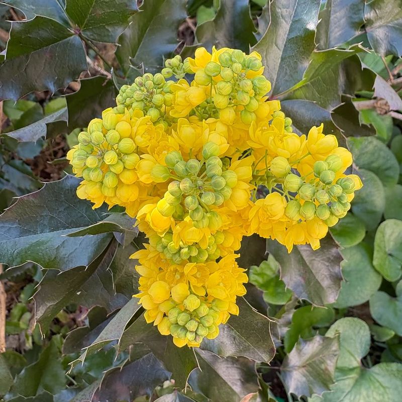 Oregon Grape