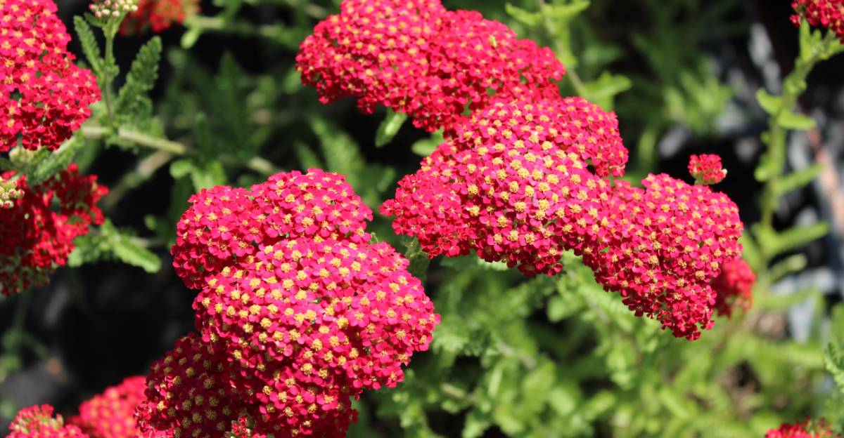 yarrow