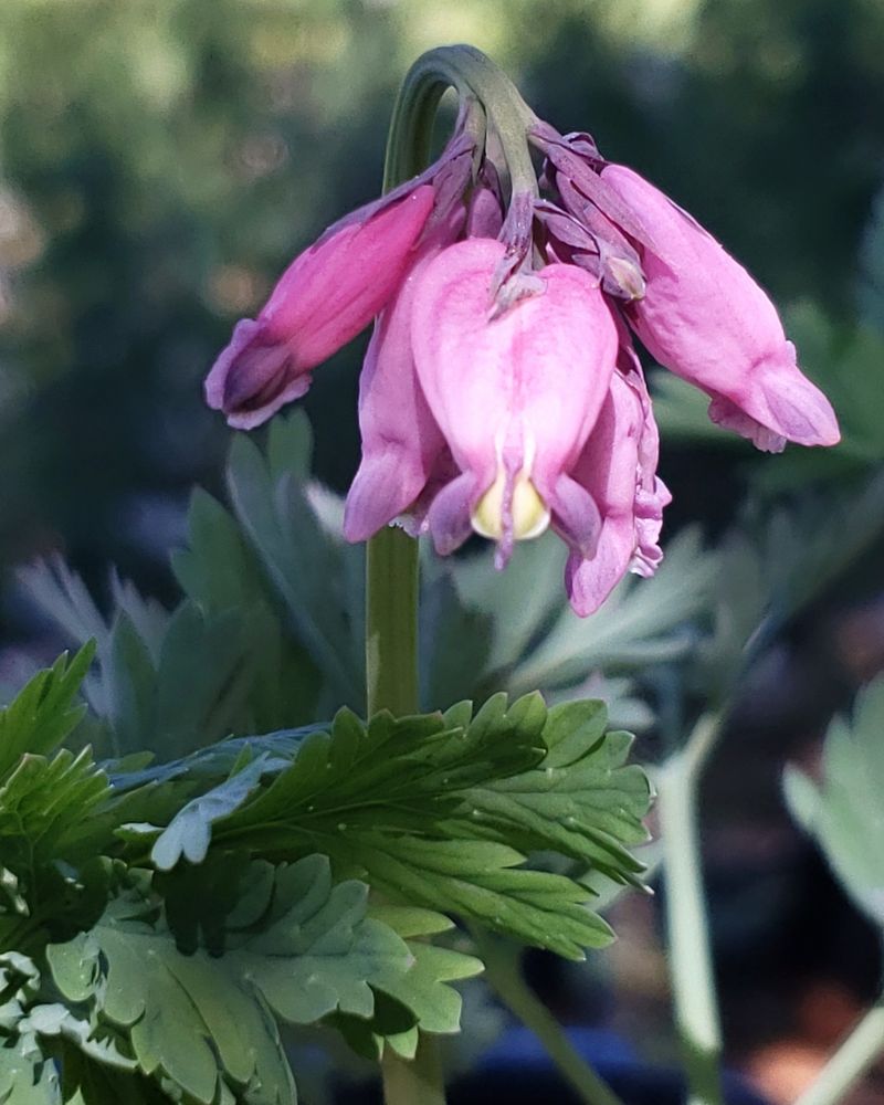 Pacific Bleeding Heart