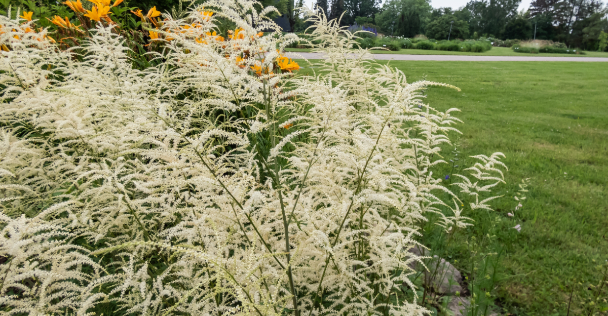 goatsbeard