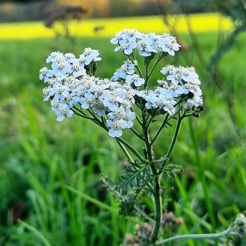 Yarrow