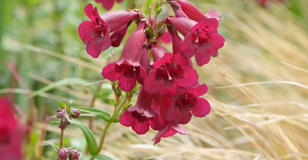 penstemon