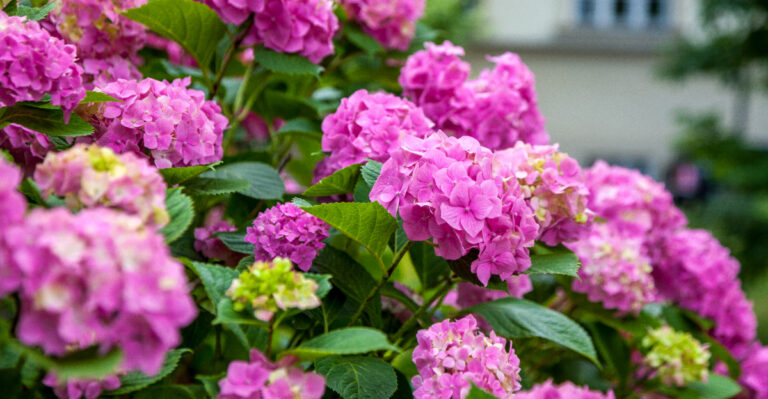 Hydrangeas (featured image)