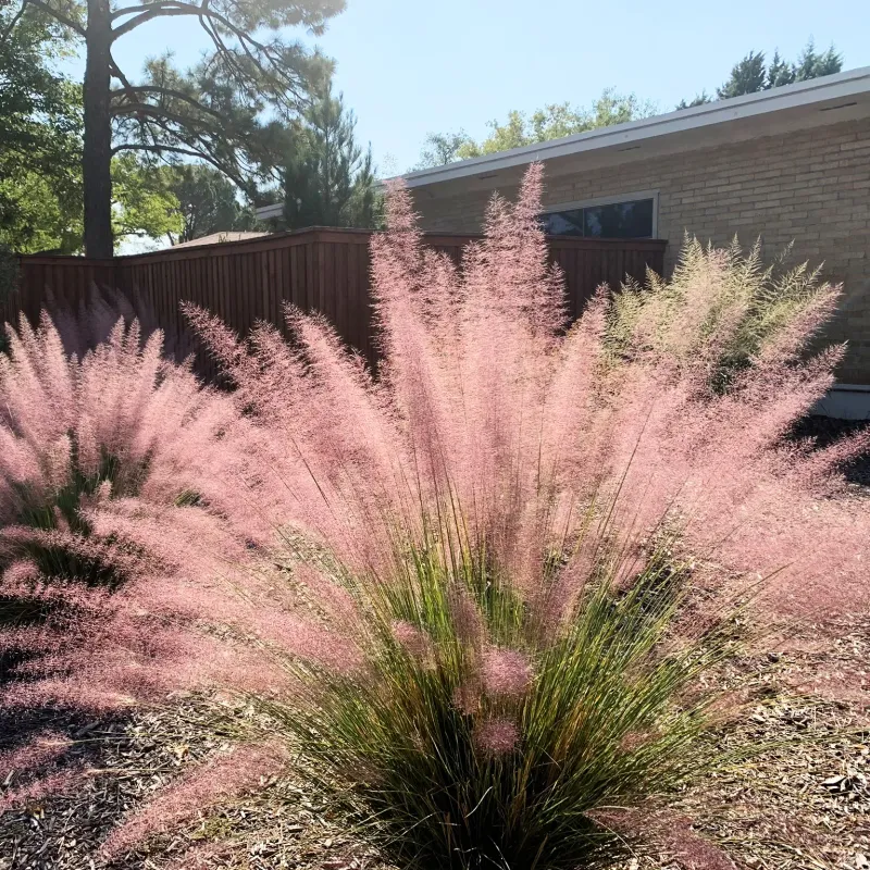 Let Muhly Grass Stand Tall Through Heat And Wind