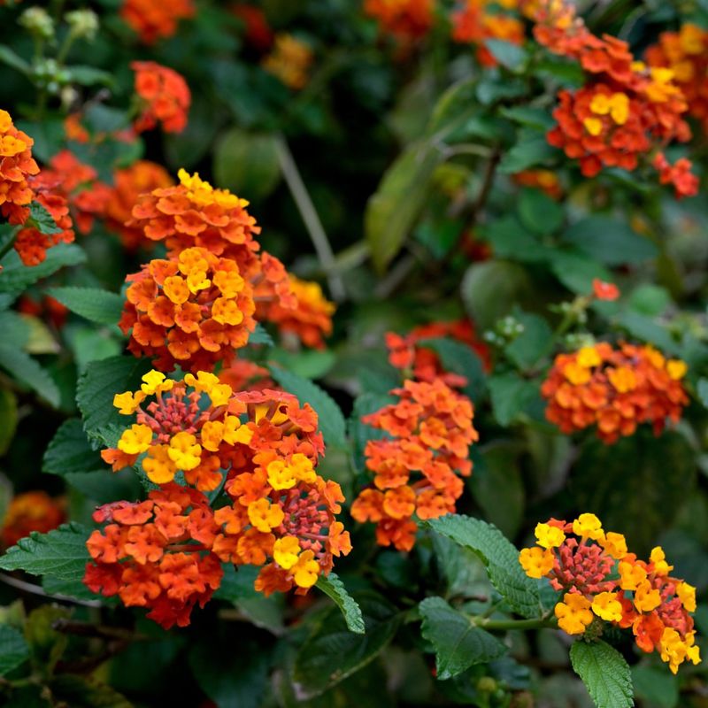 Lantana Thrives With Little Water And Constant Sun