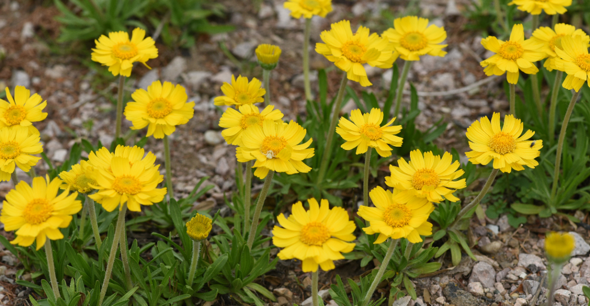 plants (featured image)