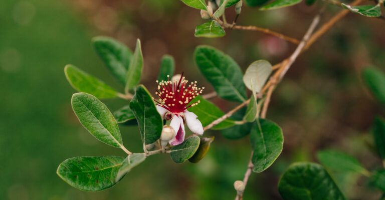 These 7 Low-Water California Shrubs Make Front Yards Look More Expensive