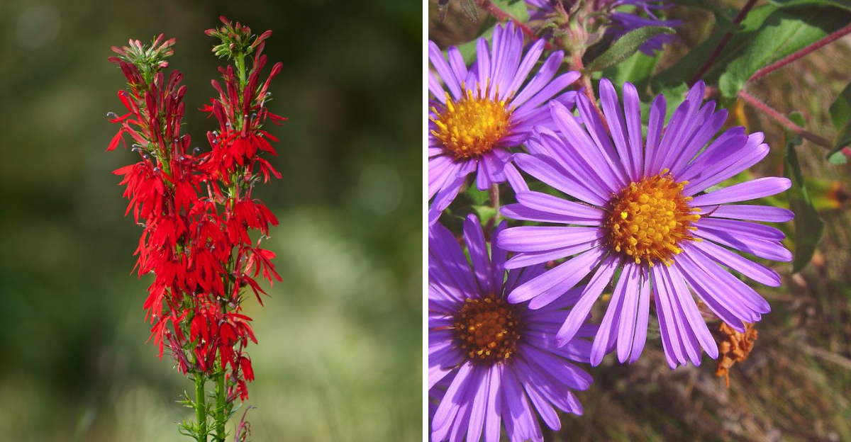 cardinal flower and new england aster