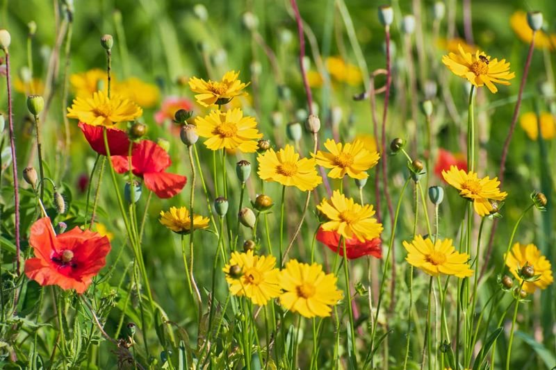 Coreopsis