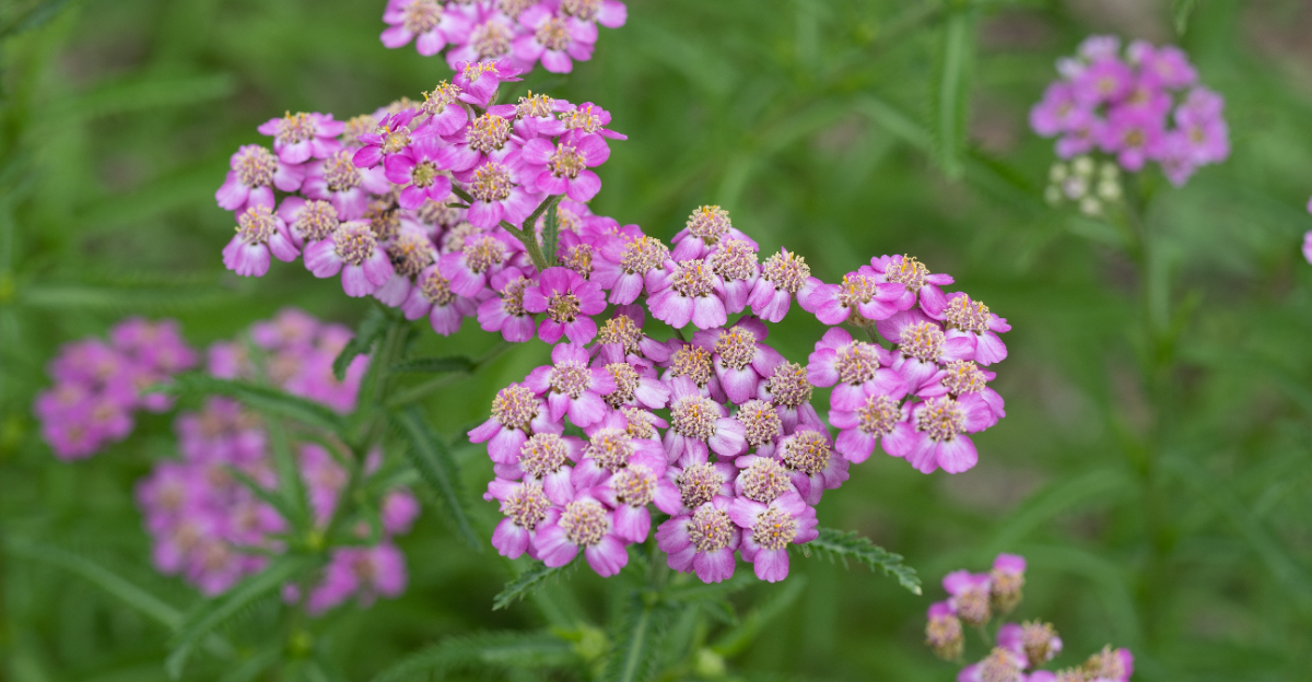 pink yarrow